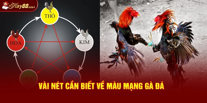 Vài nét cần biết về màu mạng gà đá